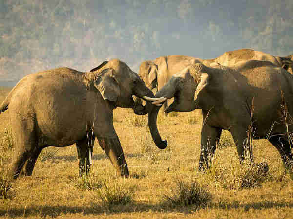 जिम कॉर्बेट राष्ट्रीय उद्यान, उत्तराखंड