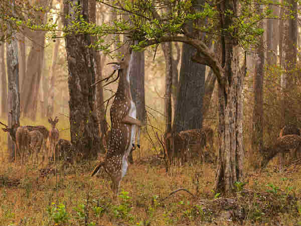 नागरहोल - कर्नाटक