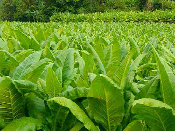 तम्बाकू
