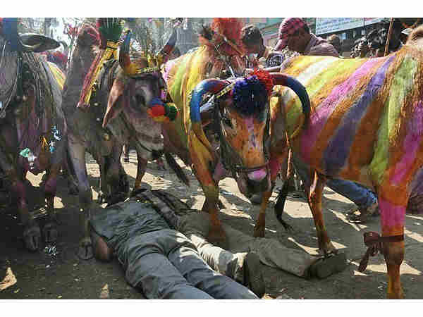 गायों के पैरों से कुचलना