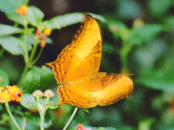 महावीर वाइल्डलाइफ सेंचुरी