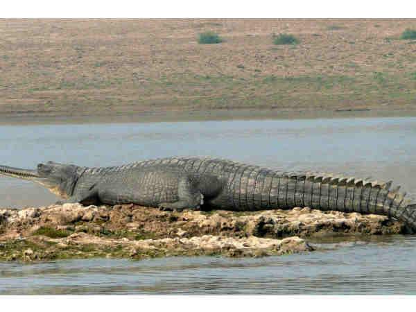 कैला देवी वन्यजीव अभयारण्य