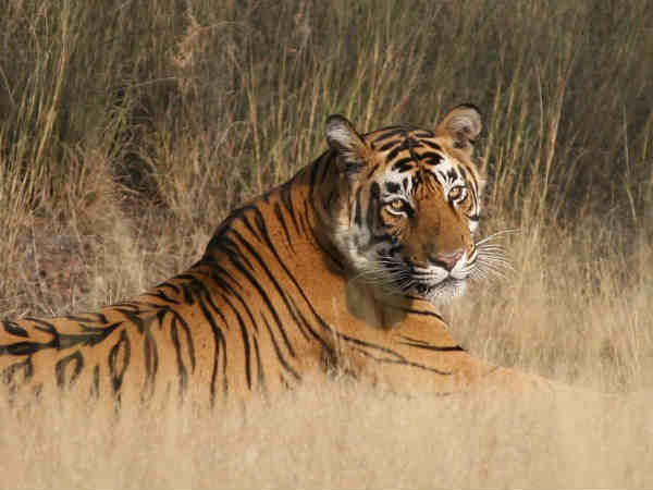 रणथंभोर नेशनल पार्क,सवाई माधोपुर