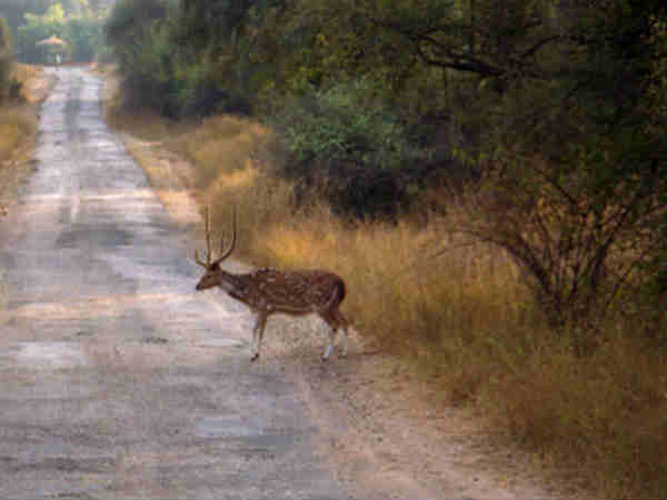सरिस्का नेशनल पार्क,अलवर