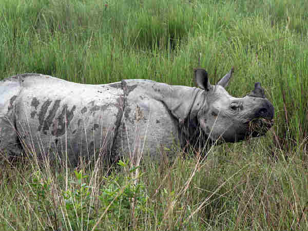 काजीरंगा राष्ट्रीय पार्क