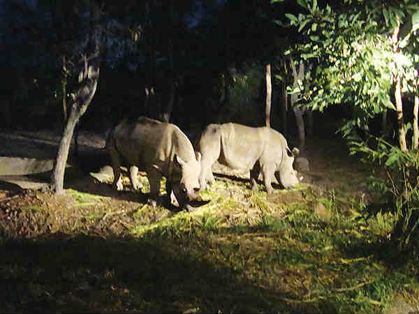 गोरेवाड़ा चिड़ियाघर
