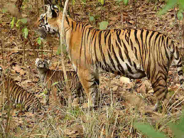 कान्हा राष्ट्रीय उद्यान