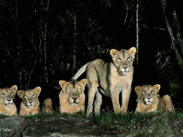 ग्रेटर नॉएडा नाईट सफारी