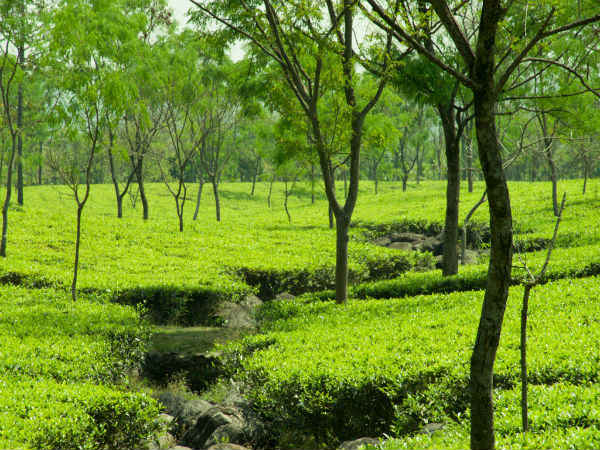 डूअर्स