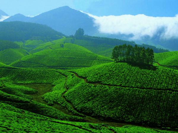 Munnar - the Hill Station of Kerala in Idukki hindi - Hindi Nativeplanet