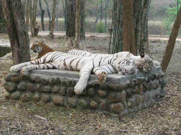 Bannerghatta National Park Bannerghatta National Park