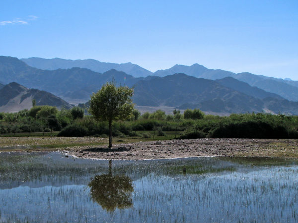 कांजी, लेह, जम्मू और कश्मीर