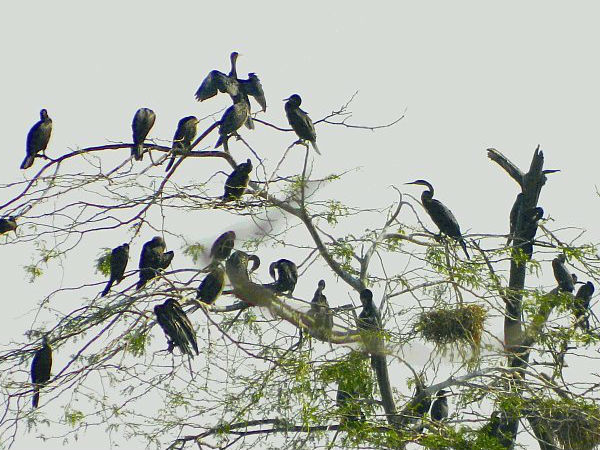 नवाबगंज पक्षी विहार