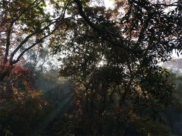 डांग वन क्षेत्र