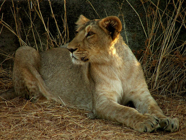 गिर राष्ट्रीय उद्यान, गुजरात