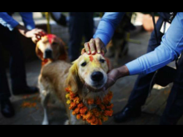 कुत्ते को मार डाला