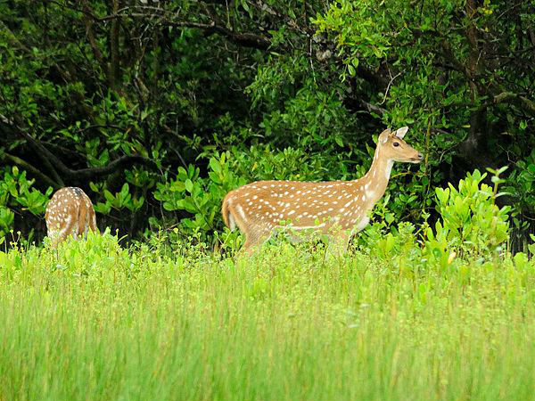 सोजनखली पक्षी अभयारण्य में पक्षियों को निहारे