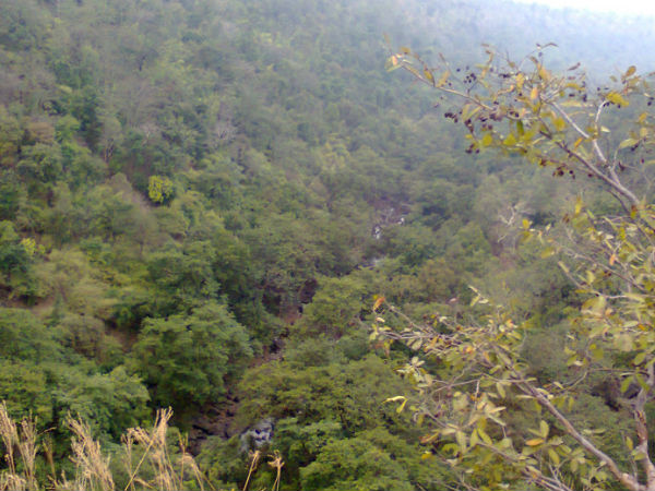 200 प्रजातियां