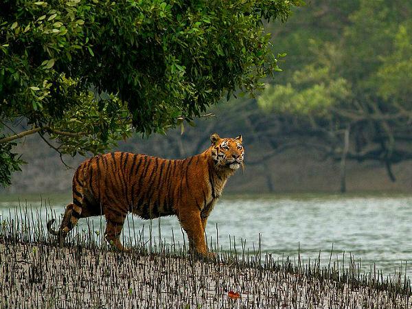 Sundarban Tiger Sundarban Tiger