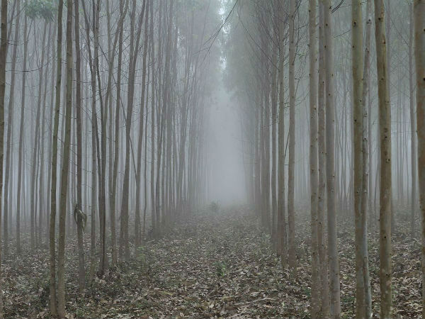 लांबासिंगी