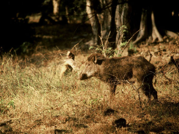 Ranthambore National Park Ranthambore National Park