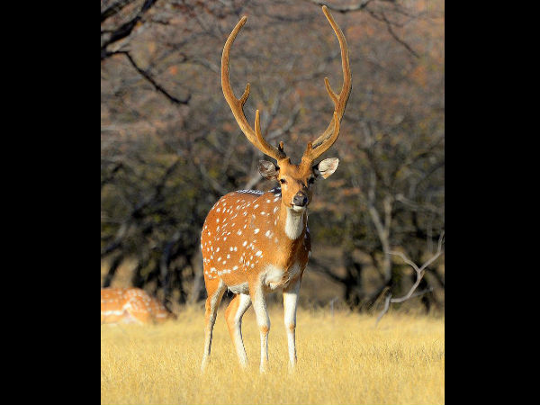 https://commons.wikimedia.org/wiki/File:Tigress_%27Noor%27_in_Ranthambore_National_Park.jpg https://commons.wikimedia.org/wiki/File:Tigress_%27Noor%27_in_Ranthambore_National_Park.jpg
