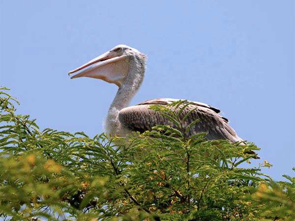 कोकरे बेल्लूर पेलिकेनरी