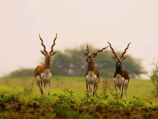 रनेबेन्नुर ब्लैक बक अभ्यारण्य