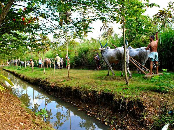 शिग्गांव का उत्सव रॉक गार्डन