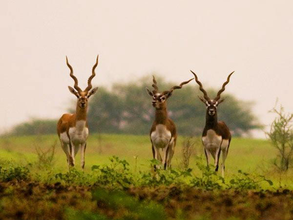 रनेबेन्नुर ब्लैक बक अभ्यारण्य