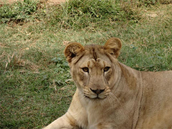 लॉयन एंड टाइगर सफारी