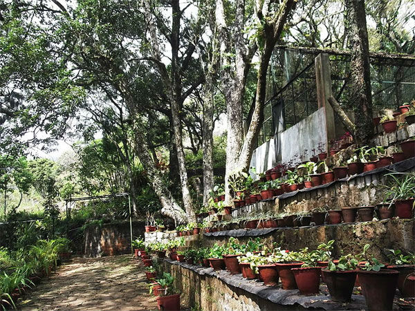 ओर्चिरादियम और रेशम के खेत