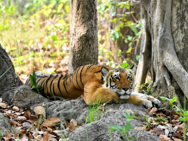 कॉर्बेट
