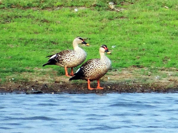Sur Sarovar Bird Sanctuary Sur Sarovar Bird Sanctuary