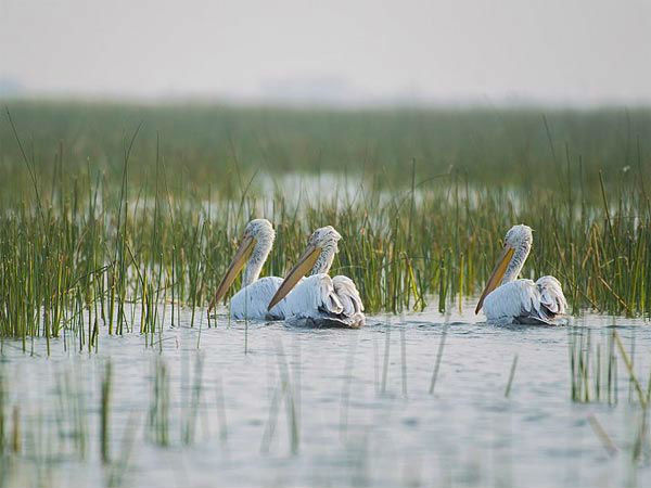 नलसरोवर पक्षी अभ्यारण्य