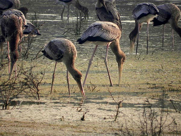 भरतपुर में पक्षियों को देखें