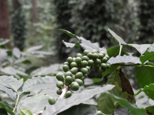 Araku Araku