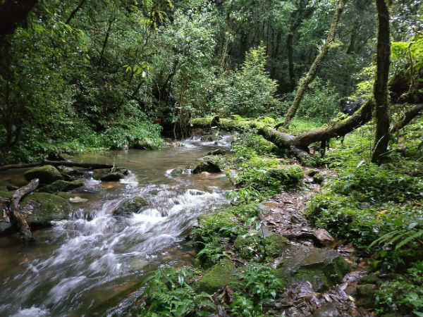 मावफ्लांग सैक्रेड जंगल