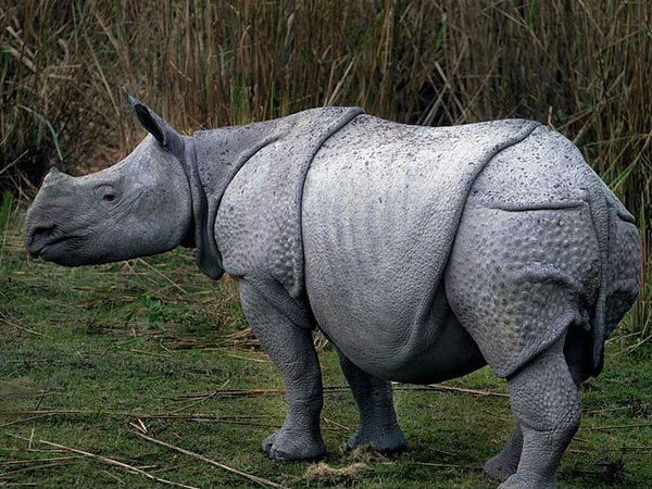 काजीरंगा में राइनोसोर्स देखें