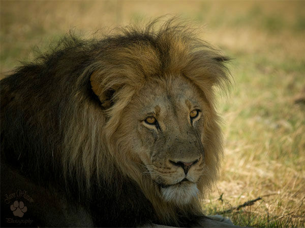 गिर नेशनल पार्क में वन्यजीवों को देखें