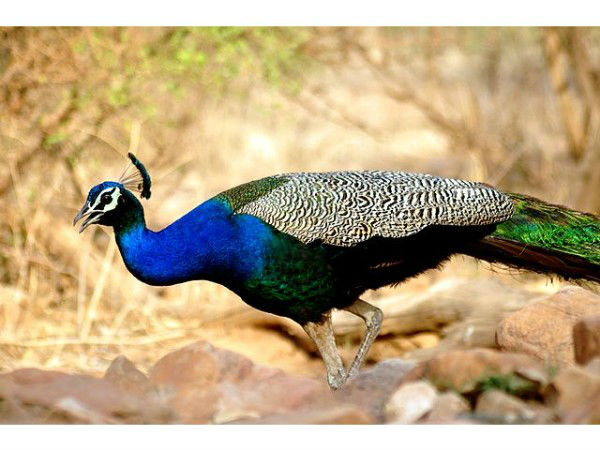 सरिस्का नेशनल पार्क