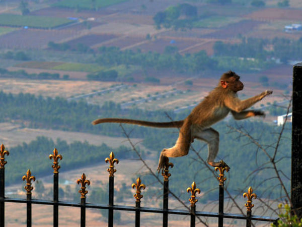 चारो और बन्दर ही बन्दर