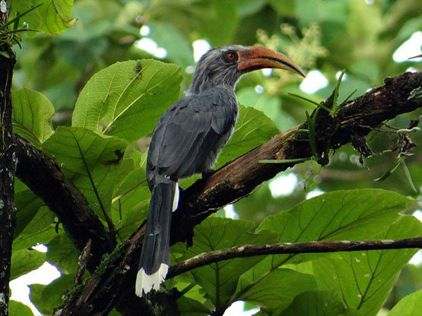 करनाला पक्षी अभ्यारण्य