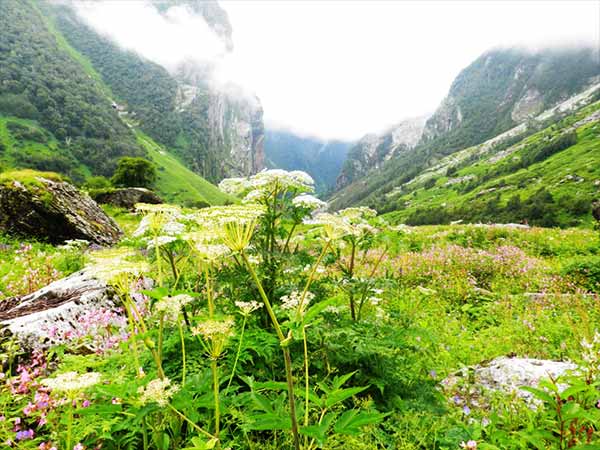 पहाड़ की खड़ी चढ़ाई से फूलों की घाटी