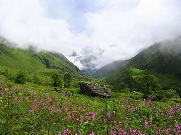 घाटी में मौजूद फूलों की असंख्य प्रजाति