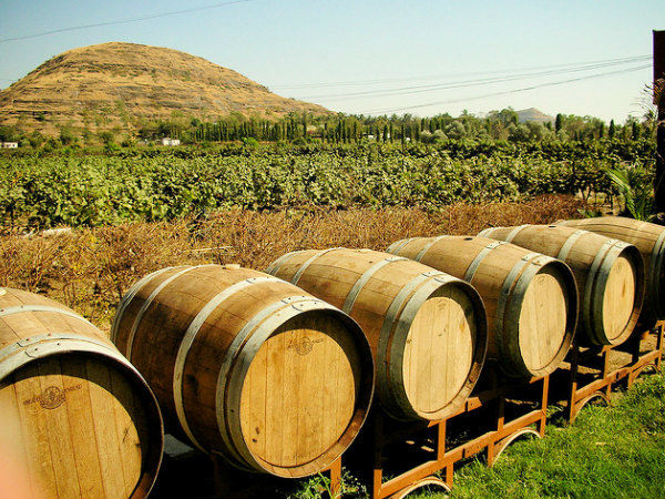 vinyard in indiA vinyard in indiA