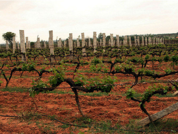 vinyard in indiA vinyard in indiA