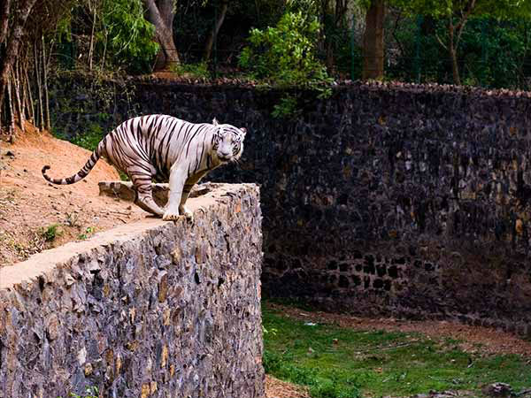 वंडलुर चिड़ियाघर