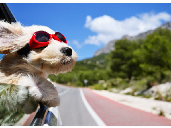Want To Travel With Your Dog In Indian Railways Want To Travel With Your Dog In Indian Railways
