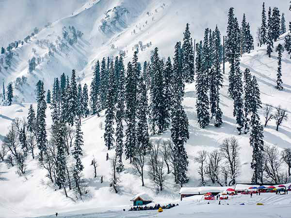 शार्क फिन